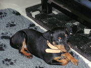 honden foto van Jools