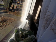 honden foto van David