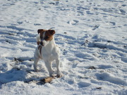 honden foto van ria 