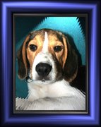 honden foto van lucia