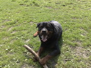 honden foto honden foto van caesar