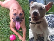 honden foto van Michiel & Romy