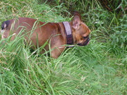 honden foto honden foto van Beppie