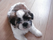 honden foto van angelien