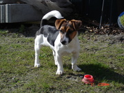 honden foto honden foto van Marjolein Stouten