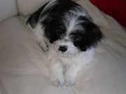 honden foto van lonneke 