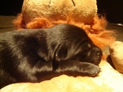 honden foto van Antoinet