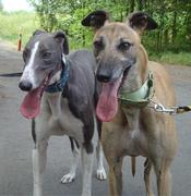 honden foto honden foto van Carmen