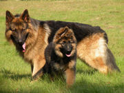 honden foto van Of Nyrvana's Red Ruby