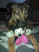 honden foto van Eveline