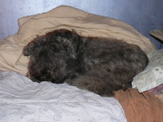 honden foto van tess-09