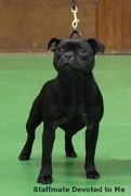 honden foto honden foto van Tessa