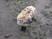 honden foto van Cathy