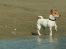 honden foto van caroline