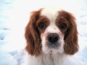 honden foto van Smits