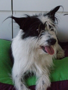 honden foto van Nita