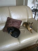 honden foto van Linda