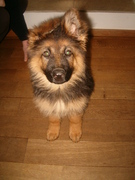 honden foto van Jan M.