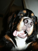 honden foto van Djody