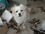 honden foto van Henk