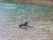honden foto van anette