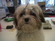 honden foto van Wendy