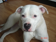 honden foto van jan willem bakker