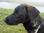 honden foto van afke