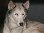 honden foto van angelique