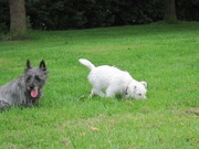 honden foto van Dorien