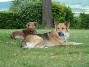 honden foto van Danielle, Pjotr (rip) & Sem