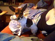 honden foto van Anne