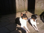 honden foto van peter