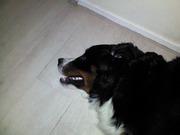 honden foto van larissa