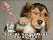 honden foto van Vincent