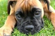 honden foto van Rayo&Cooper-Boxers