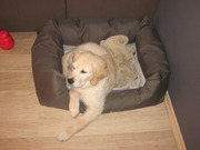 honden foto honden foto van Wendy
