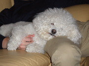 honden foto honden foto van Anita van Zoggel