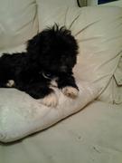 honden foto van willy