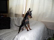 honden foto van Jozef