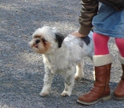 honden foto van miranda