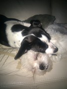 honden foto van janet