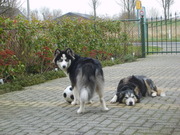 honden foto van Riet Stigter