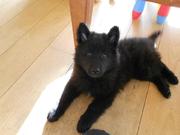 honden foto van Claire