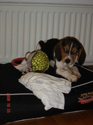 honden foto van mirella