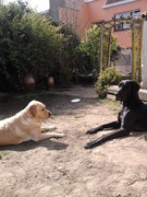 honden foto van Kelly