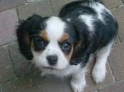 honden foto van Birgit