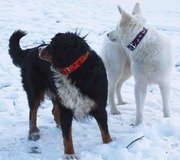 honden foto van SAM & MICK