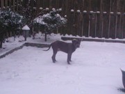 honden foto van linda erucar