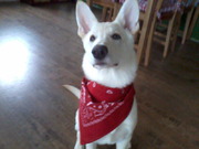 honden foto van Linda 